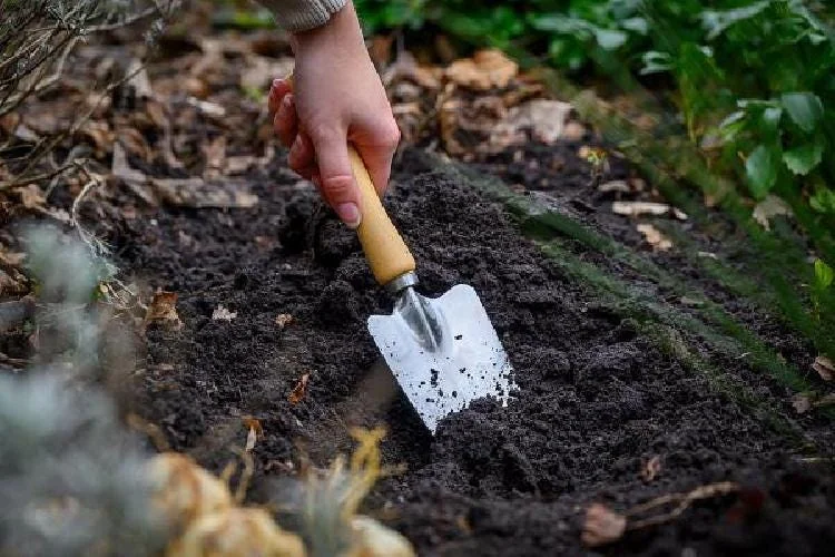 Blushing Apeldoorn Darwin Tulip Bulbs - 5 Pack, 12/+ cm, Fragrant Orange Red Blooms - Image 2