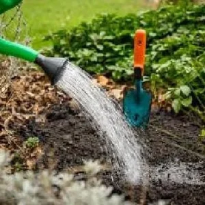 Blushing Apeldoorn Darwin Tulip Bulbs - 5 Pack, 12/+ cm, Fragrant Orange Red Blooms - Image 4