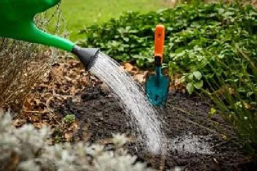 Blushing Apeldoorn Darwin Tulip Bulbs - 5 Pack, 12/+ cm, Fragrant Orange Red Blooms - Image 4