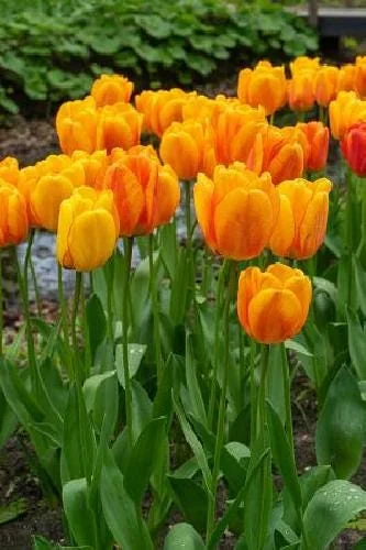 Blushing Apeldoorn Darwin Tulip Bulbs - 5 Pack, 12/+ cm, Fragrant Orange Red Blooms - Image 1