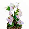 Blushing Bride Tradescantia Live Plant - Wandering Dude Houseplant - Image 1