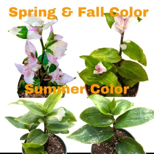 Blushing Bride Tradescantia Live Plant - Wandering Dude Houseplant - Image 2