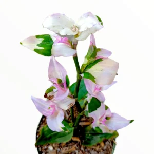 Blushing Bride Tradescantia Live Plant - Wandering Dude Houseplant - Image 1