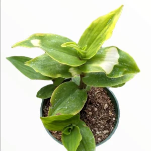 Blushing Bride Tradescantia Live Plant - Wandering Dude Houseplant - Image 4