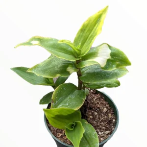 Blushing Bride Tradescantia Live Plant - Wandering Dude Houseplant - Image 5