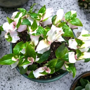 Blushing Bride Tradescantia Live Plant - Wandering Dude Houseplant - Image 7