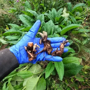 Bocking 14 Comfrey Crown Cuttings - Organic, Reliable Live Plant for Mulch & Fertilizer - Image 2