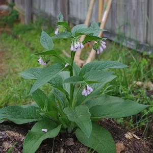 Bocking #4 Comfrey Plant Crown Cuttings – Organic, Fast Growing Perennial - Image 3