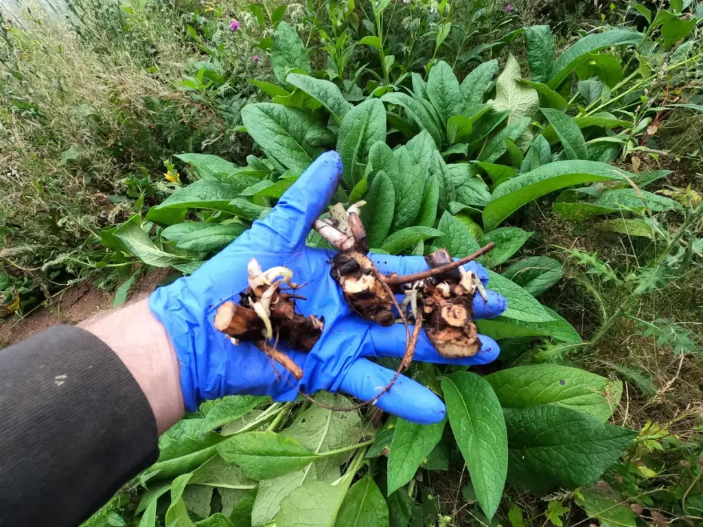 Bocking #4 Comfrey Plant Crown Cuttings – Organic, Fast Growing Perennial - Image 4