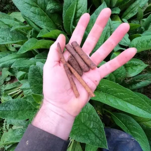 Bocking 4 Russian Comfrey Live Root Cuttings - Dynamic Accumulator Plant for Soil Fertility - Image 2