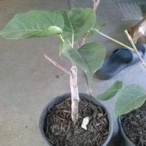 Bodhi Tree Ficus Religiosa Live Plant - 1 Foot Tall - Sacred Fig Plant in 6