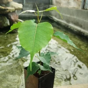 Bodhi Tree Ficus Religiosa Live Plant - 1 Foot Tall - Sacred Fig Plant in 6