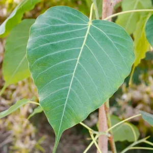 Bodhi Tree Live Plant Ficus Religiosa - 3-4 ft Tall in 7 Gal Pot - Indoor/Outdoor - Image 2