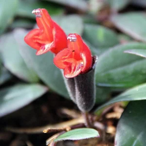Bolero Bicolor Lipstick Plant - Live Aeschynanthus in 2.5