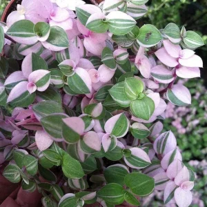 Bolivian Pink Jewel Callisia Repens Live Plant – 2.5
