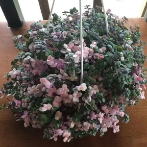 Bolivian Pink Jewel Callisia Repens Live Plant – 2.5