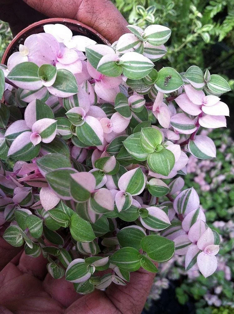 Bolivian Pink Jewel Callisia Repens Live Plant - 3.7 inch Pot - Indoor - Image 2