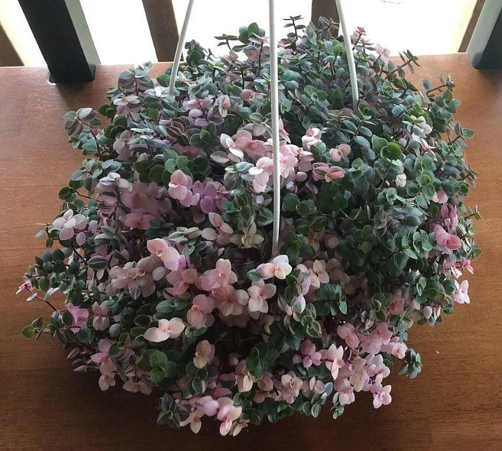 Bolivian Pink Jewel Callisia Repens Live Plant - 3.7 inch Pot - Indoor - Image 3