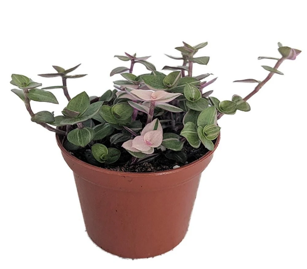 Bolivian Pink Jewel Callisia Repens Live Plant - 3.7 inch Pot - Indoor - Image 1