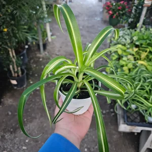 Bonnie Curly Spider Plant Live Plant – 4 inch Pot – Indoor Houseplant - Image 1