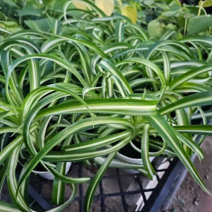 Bonnie Curly Spider Plant Live Plant – 4 inch Pot – Indoor Houseplant - Image 4