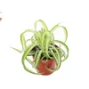 Bonnie Curly Spider Plant - Live Potted Houseplant - 4 inch Nursery Pot - Indoor - Image 1