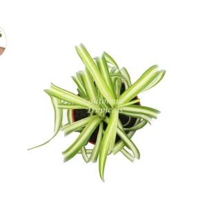 Bonnie Curly Spider Plant - Live Potted Houseplant - 4 inch Nursery Pot - Indoor - Image 2
