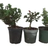 Bonsai Assortment - 3 Live Plants, 4 inch Pots - Indoor & Outdoor - Image 1
