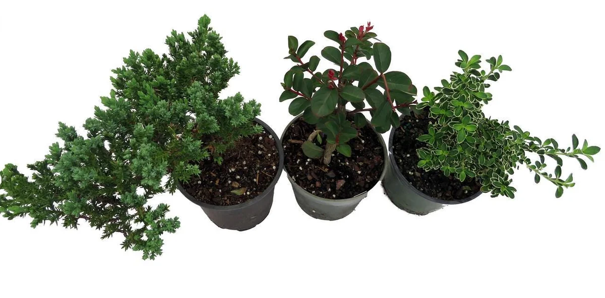 Bonsai Assortment - 3 Live Plants, 4 inch Pots - Indoor & Outdoor - Image 2