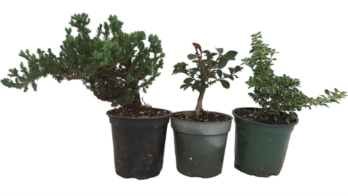 Bonsai Assortment - 3 Live Plants, 4 inch Pots - Indoor & Outdoor - Image 1