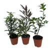 Bonsai Assortment - 3 Live Starter Plants, 2-inch Pots, Indoor/Outdoor - Image 1