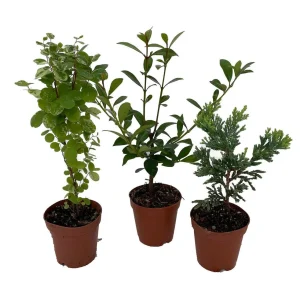 Bonsai Assortment - 3 Live Starter Plants, 2-inch Pots, Indoor/Outdoor - Image 2