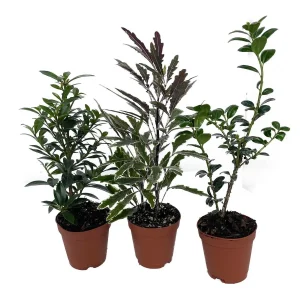 Bonsai Assortment - 3 Live Starter Plants, 2-inch Pots, Indoor/Outdoor - Image 1