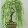 Bonsai Green Weeping Willow Tree Seeds - Thick Trunk Willow - 5 Count - Indoor & Outdoor - Image 1