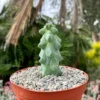 Boobie Cactus Myrtillocactus Geometrizans Live Plant – Rare Exotic Cactus – 4, 6, 8 inch Pot - Image 1