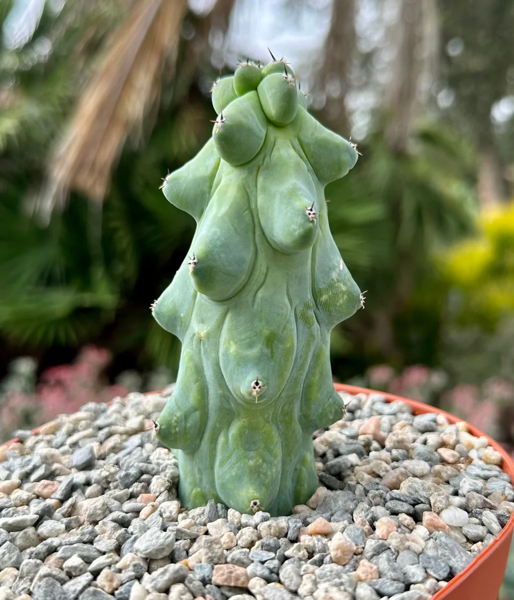 Boobie Cactus Myrtillocactus Geometrizans Live Plant – Rare Exotic Cactus – 4, 6, 8 inch Pot - Image 2