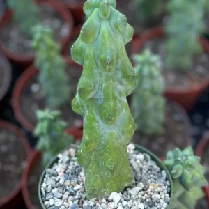 Boobie Cactus Myrtillocactus Geometrizans Live Plant – Rare Exotic Cactus – 4, 6, 8 inch Pot - Image 3