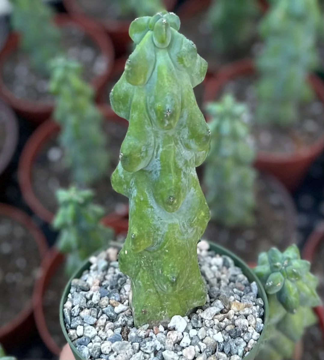 Boobie Cactus Myrtillocactus Geometrizans Live Plant – Rare Exotic Cactus – 4, 6, 8 inch Pot - Image 3