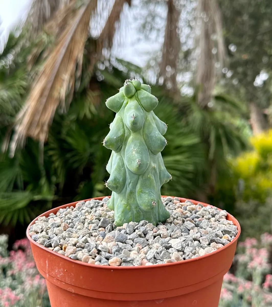 Boobie Cactus Myrtillocactus Geometrizans Live Plant – Rare Exotic Cactus – 4, 6, 8 inch Pot - Image 1