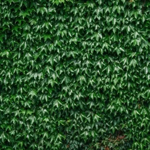 Boston Ivy Live Plant - Parthenocissus tricuspidata Veitchii - 2.5