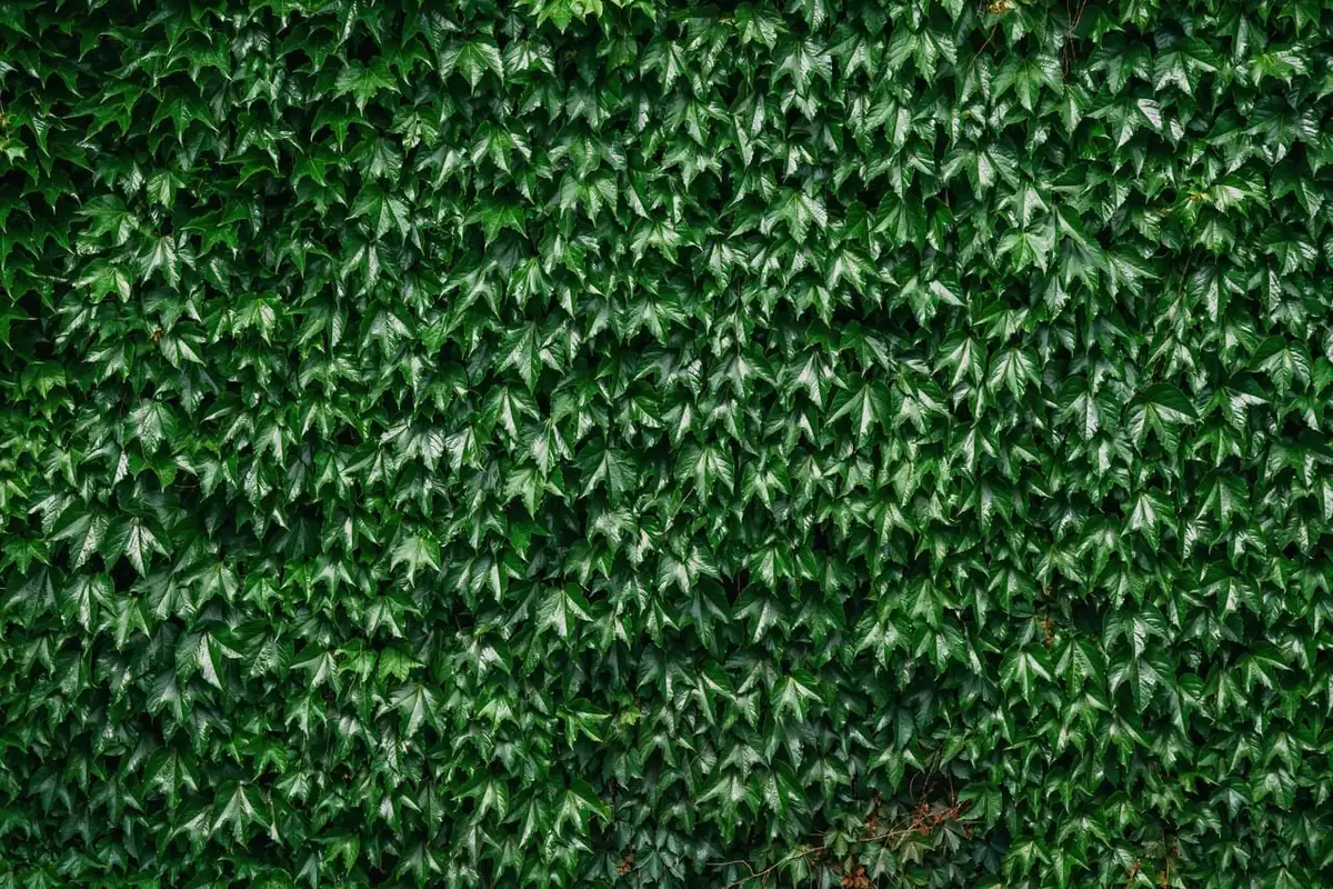 Boston Ivy Live Plant - Parthenocissus tricuspidata Veitchii - 2.5" Pot - Image 3