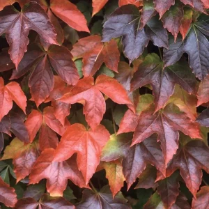 Boston Ivy Live Plant - Parthenocissus tricuspidata Veitchii - 2.5