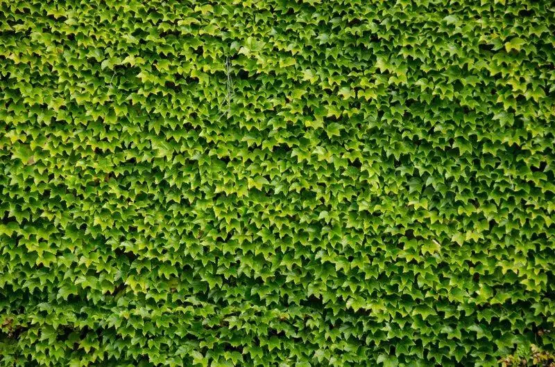 Boston Ivy Live Plant - Parthenocissus tricuspidata Veitchii - 2.5" Pot - Image 4