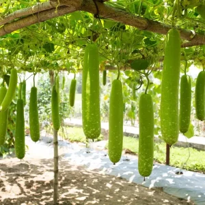 Bottle Gourd Seeds F1 - Non-GMO Vietnamese Star Gourd Seeds - Image 2