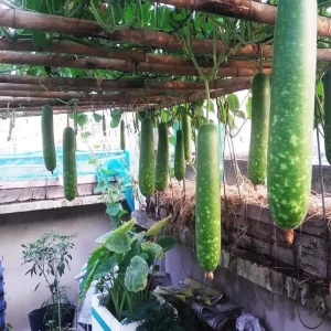 Bottle Gourd Seeds F1 - Non-GMO Vietnamese Star Gourd Seeds - Image 3