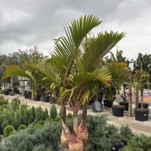 Bottle Palm Tree & Thatch Palm Live Plant Duo - 1 Gallon Tropical Trees - Image 2