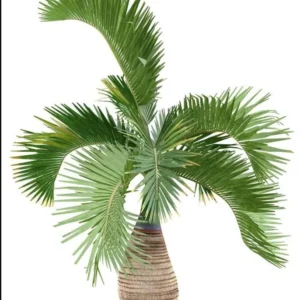 Bottle Palm Tree & Thatch Palm Live Plant Duo - 1 Gallon Tropical Trees - Image 1