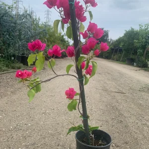 Bougainvillea Barbara Karst Live Plant - Magenta Flowering Vine 1-2 ft Tall Outdoor - Image 2