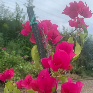 Bougainvillea Barbara Karst Live Plant - Magenta Flowering Vine 1-2 ft Tall Outdoor - Image 3