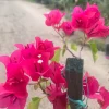 Bougainvillea Barbara Karst Live Plant - Magenta Flowering Vine 1-2 ft Tall Outdoor - Image 1